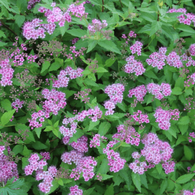 Спирея японская Нана, С2 Спирея японская Нана, С2 - Dolina-Sad.Ru