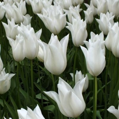 Тюльпан Баллад Уайт Тюльпан Баллад Уайт фото