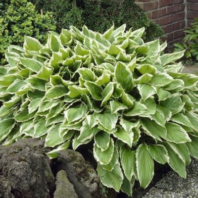 Хоста волнистая Альбомаргината , C2 Хоста волнистая Альбомаргината , C2 фото