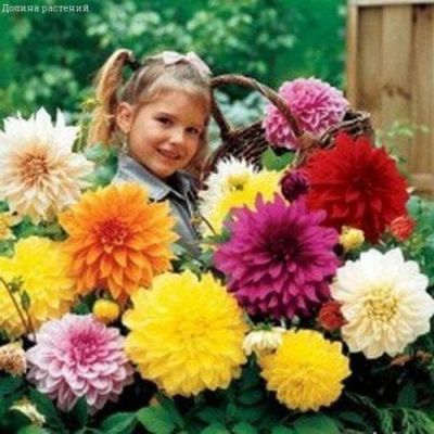 Георгина Акита фото