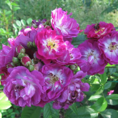 Роза Перенниал Блу Роза Перенниал Блу - Dolina-Sad.Ru