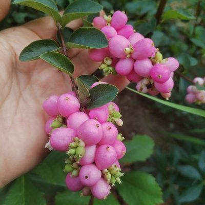 Снежноягодник Хэнкок, С1,5 - Dolina-Sad.Ru