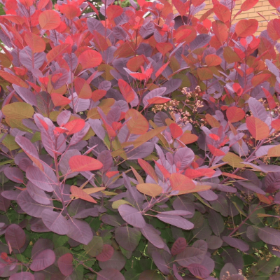 Скумпия кожевенная Грейс Скумпия кожевенная Грейс фото