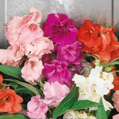 Бальзамин Смесь Цветов Бальзамин Смесь Цветов фото