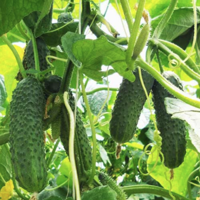 Огурец Преданность F1 Огурец Преданность F1 фото