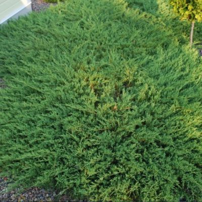 Можжевельник Андорра Компакта фото