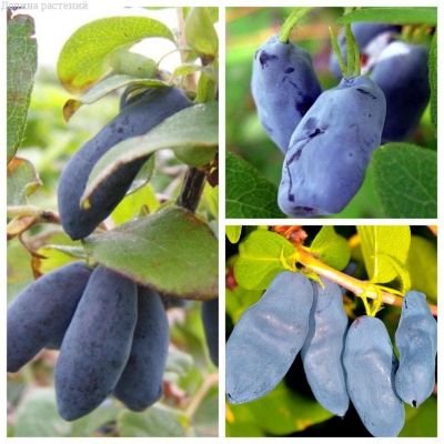 Микс жимолости (1+1=3) фото