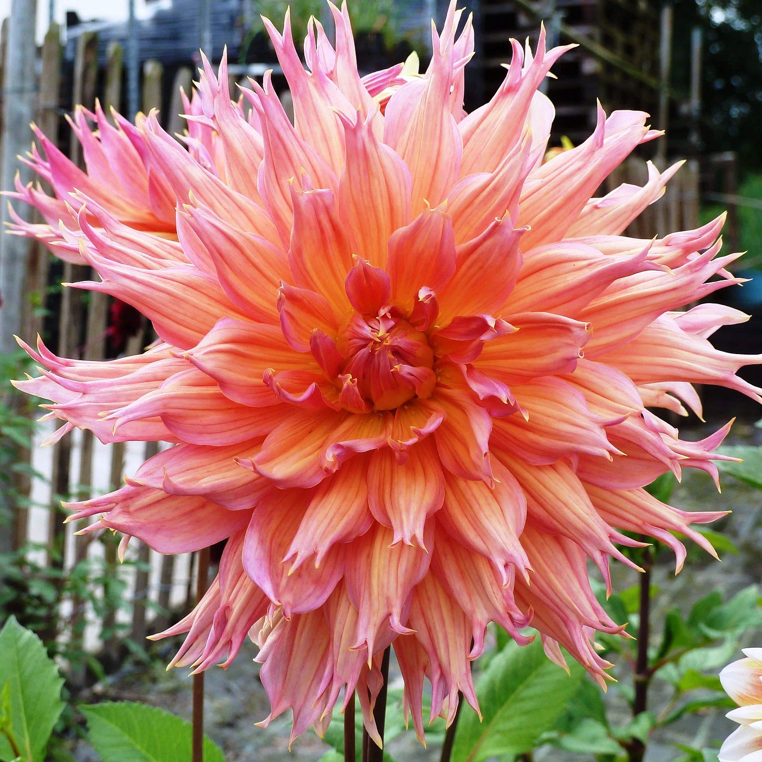 Георгина Омега (Гиганты) Георгина Омега (Гиганты) фото