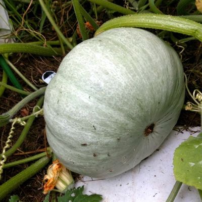 Тыква Грибовская зимняя Тыква Грибовская зимняя фото