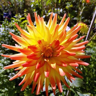 Георгина Райзинг Сан фото