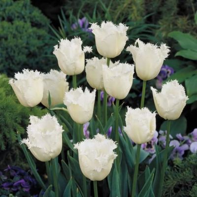 Тюльпан Ханимун Тюльпан Ханимун фото