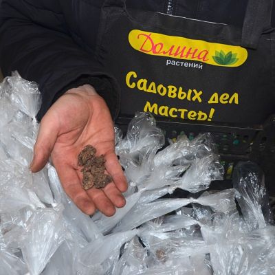 Анемона Бланда Блю Шейдс Анемона Бланда Блю Шейдс фото