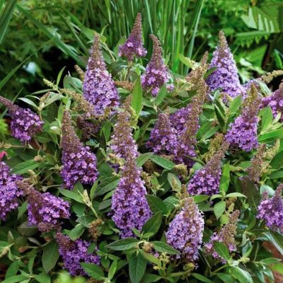 Буддлея Давида Баттерфляй Канди Лила Свитхарт Буддлея Давида Баттерфляй Канди Лила Свитхарт - Dolina-Sad.Ru