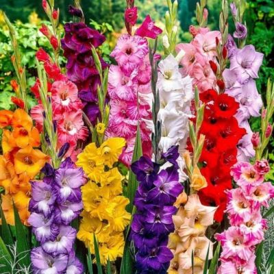 Микс Гладиолусов Микс Гладиолусов фото