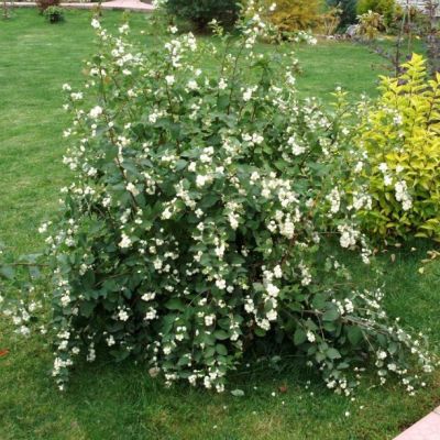 Снежноягодник Вайт Хедж Снежноягодник Вайт Хедж фото