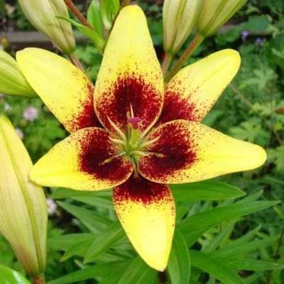 Лилия Жоан Песоа (в горшке) Лилия Жоан Песоа (в горшке) фото