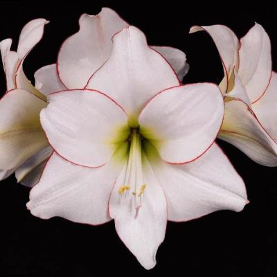 Амариллис Пикоти Амариллис Пикоти фото