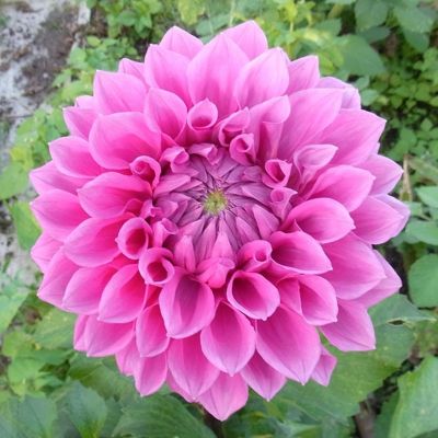 Георгина Элма Элизабет Георгина Элма Элизабет - Dolina-Sad.Ru