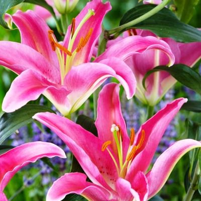 Лилия Маунт Кук ( в горшке) Лилия Маунт Кук ( в горшке) фото