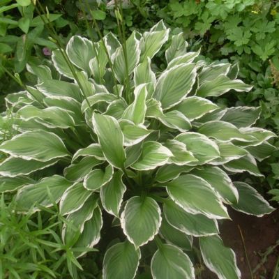 Хоста волнистая Альбомаргината , C2 Хоста волнистая Альбомаргината , C2 фото