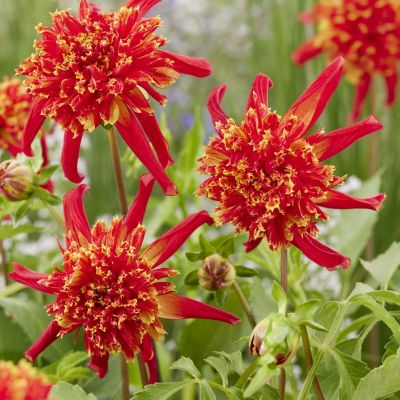 Георгина Октопус Спаркл - Dolina-Sad.Ru