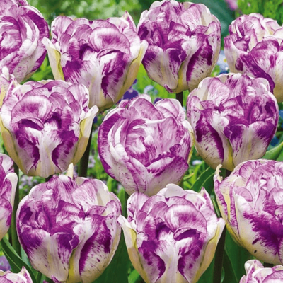 Тюльпан Нормандия Тюльпан Нормандия фото