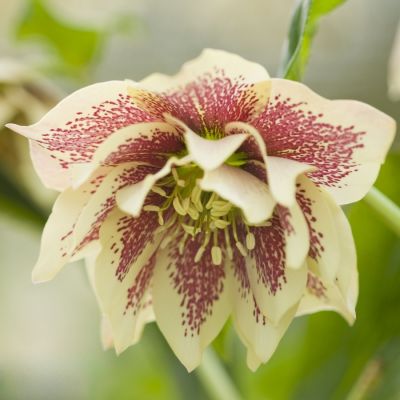 Морозник Дубль Еллоу Спот Морозник Дубль Еллоу Спот - Dolina-Sad.Ru