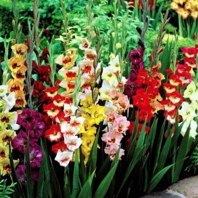 Гладиолус Микс Гладиолус Микс фото
