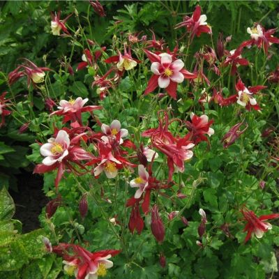 Аквилегия Кримсон Стар - Dolina-Sad.Ru