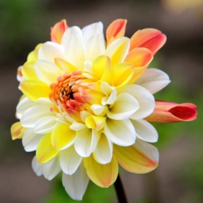 Георгина Дабл Джилл - Dolina-Sad.Ru