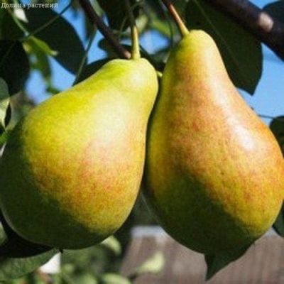 Груша Духмяная/Летняя Груша Духмяная/Летняя фото