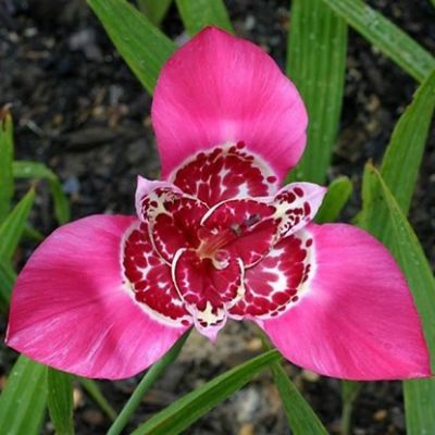 Тигридия Лилак Тигридия Лилак фото