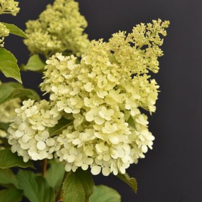 Гортензия метельчатая Краса Лесково на штамбе Гортензия метельчатая Краса Лесково на штамбе - Dolina-Sad.Ru