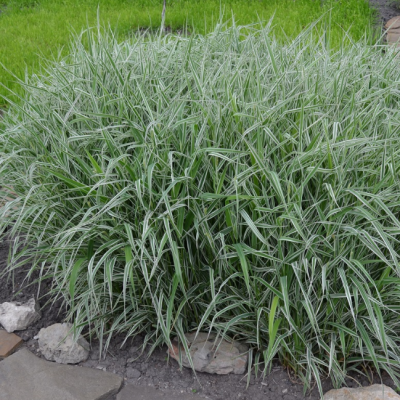 Фалярис тростниковый Вариегата Фалярис тростниковый Вариегата фото