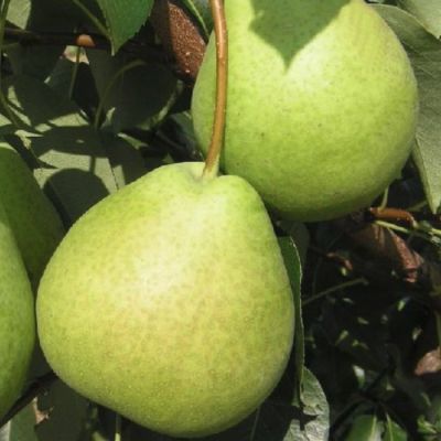 Груша Фаворитка Груша Фаворитка - Dolina-Sad.Ru