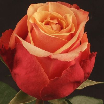 Роза Черри Бренди в горшке - Dolina-Sad.Ru