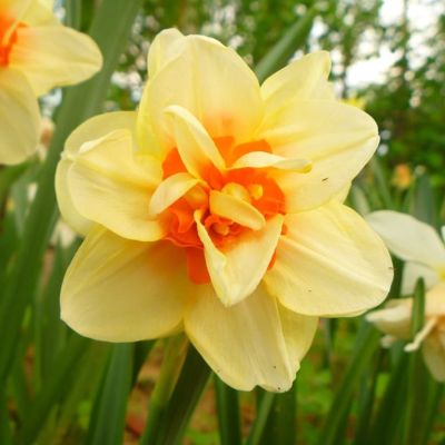 Нарцисс Инноватор Нарцисс Инноватор фото