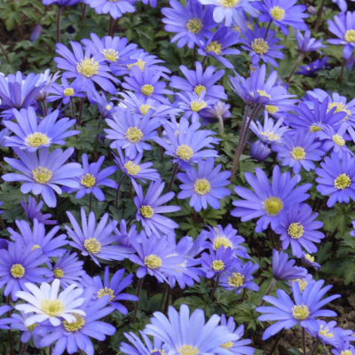 Анемона Бланда Блю Шейдс Анемона Бланда Блю Шейдс фото