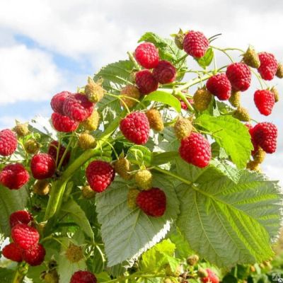 Малина Зева Хебстерн/Ремонтантная фото