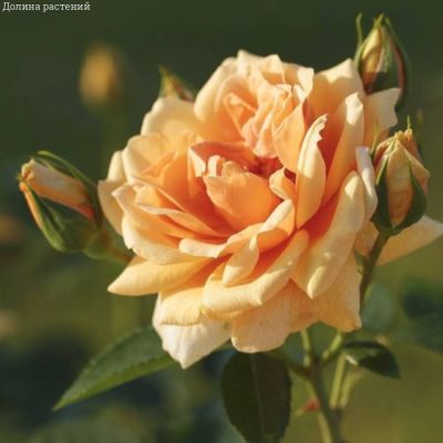 Роза Скайлайн, С2 - Dolina-Sad.Ru