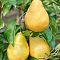 Комплект Груш(Белорусская поздняя+Дюшес) Комплект Груш(Белорусская поздняя+Дюшес) фото
