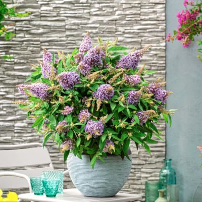 Буддлея Давида Баттерфляй Канди Лила Свитхарт Буддлея Давида Баттерфляй Канди Лила Свитхарт - Dolina-Sad.Ru