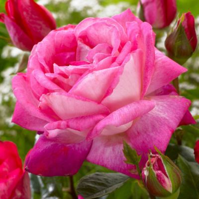 Роза Роз Гожар - Dolina-Sad.Ru