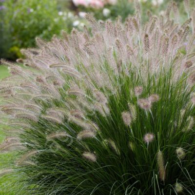 Пеннисетум лисохвостый , С1,5 Пеннисетум лисохвостый , С1,5 фото