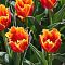 Тюльпан Криспи Артэйр Тюльпан Криспи Артэйр фото