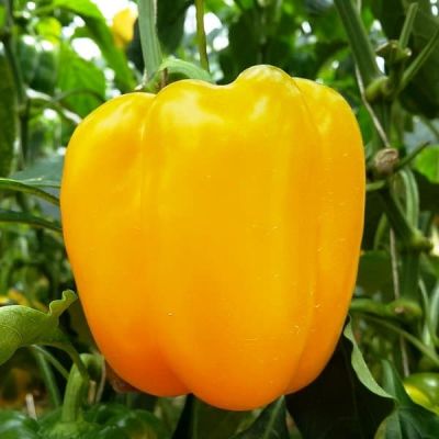 Перец Воевода F1 Перец Воевода F1 фото