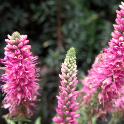 Вероника колосистая Роза Цверг , x Вероника колосистая Роза Цверг , x фото