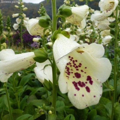 Наперстянка пурпурная Виртуоза Вайт - Dolina-Sad.Ru