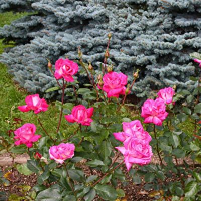 Роза Роз Гожар - Dolina-Sad.Ru