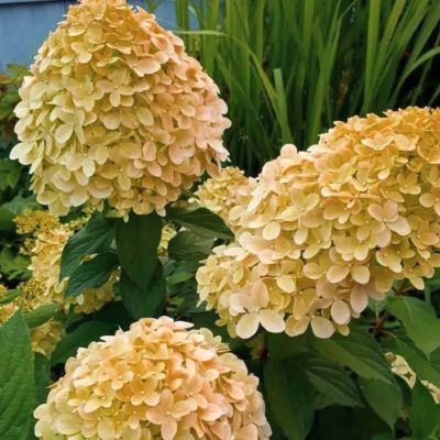 Гортензия метельчатая Коттон Крим, С7,5 - Dolina-Sad.Ru